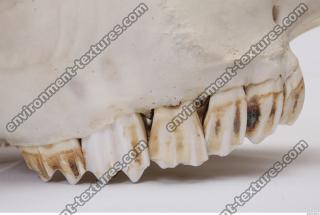 animal skull teeth 0017